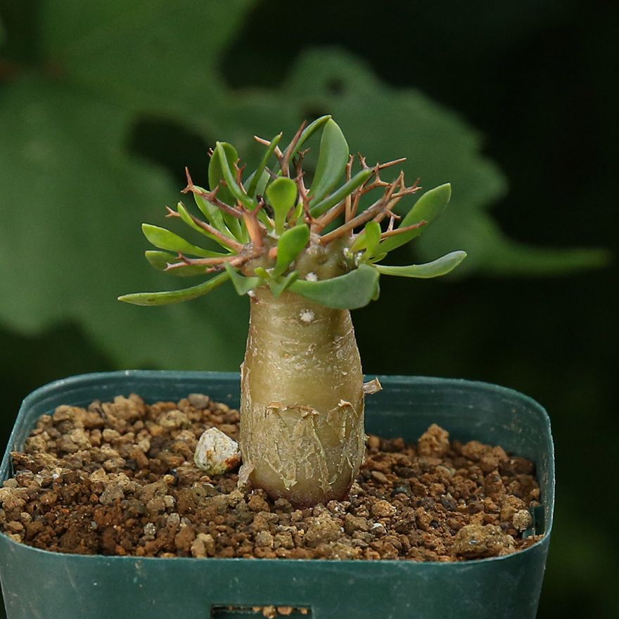 オトンナ ユーフォルビオイデス トリプリネルビア 10本セット① オトンナ ユーフォルビオイデス トリプリネルビア 10本セット①