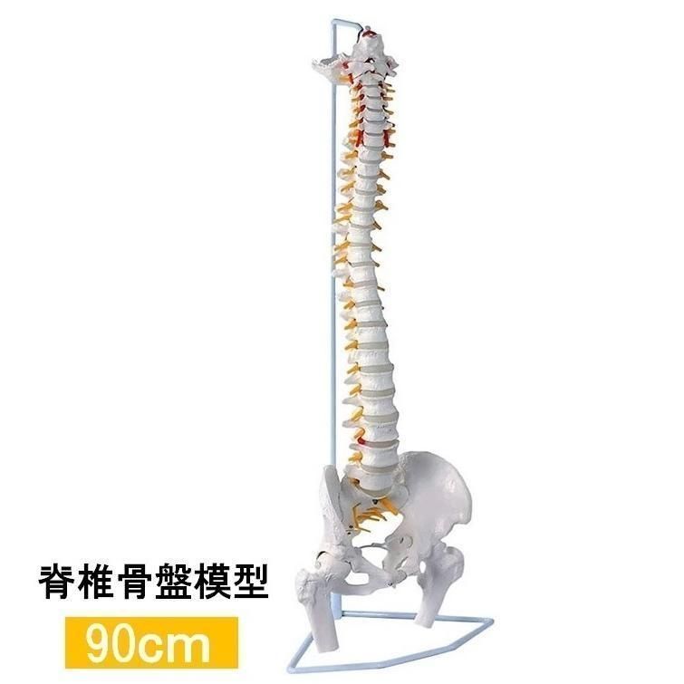 人体模型 骨 等身大 脊椎 模型 実物大 90センチ 脊髄骨盤模型