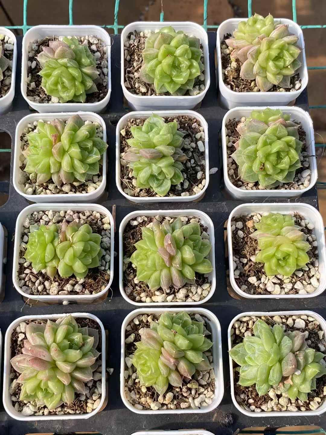 抜き苗 セブンスター ダブル DP193×48株 ふっくら 多肉植物 エケベリア サボテン 韓国苗 新入荷