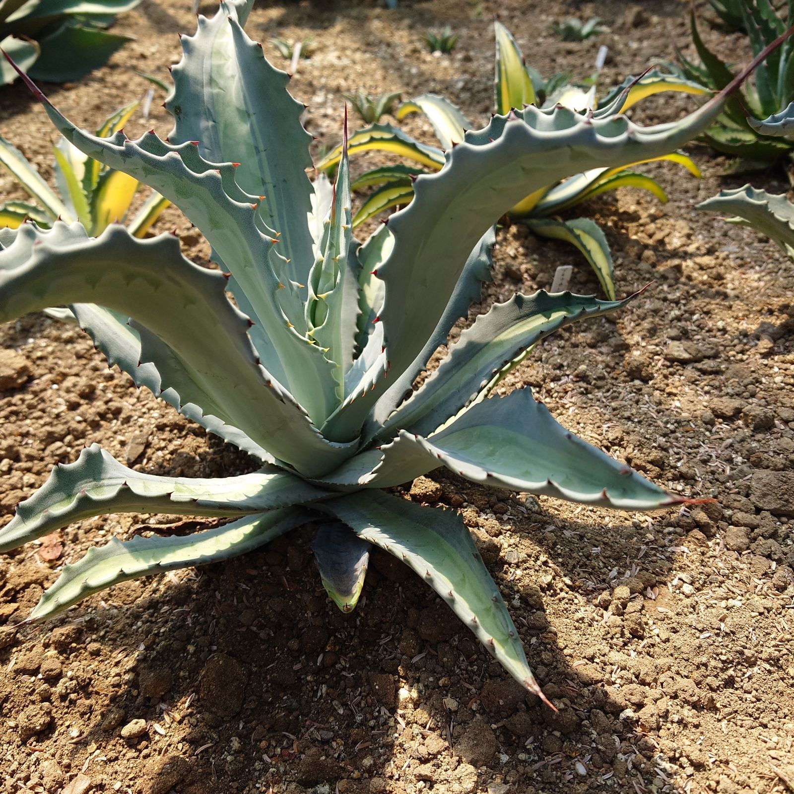 アガベ アメリカーナ エクスパンサパリーダ 親株 40㎝ AGAVE - メルカリ