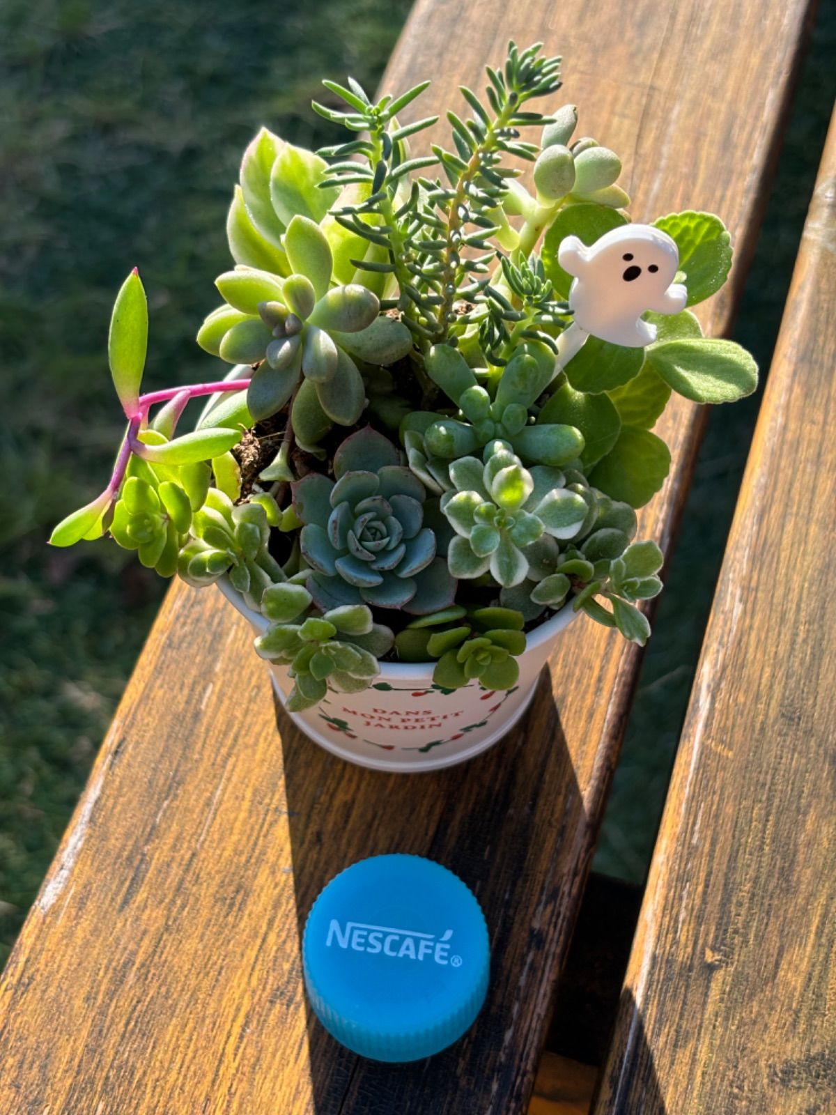 【多肉植物】Echeveria 35品種セット(被り無し)① 多肉植物】Echeveria 35品種セット(被り無し)①