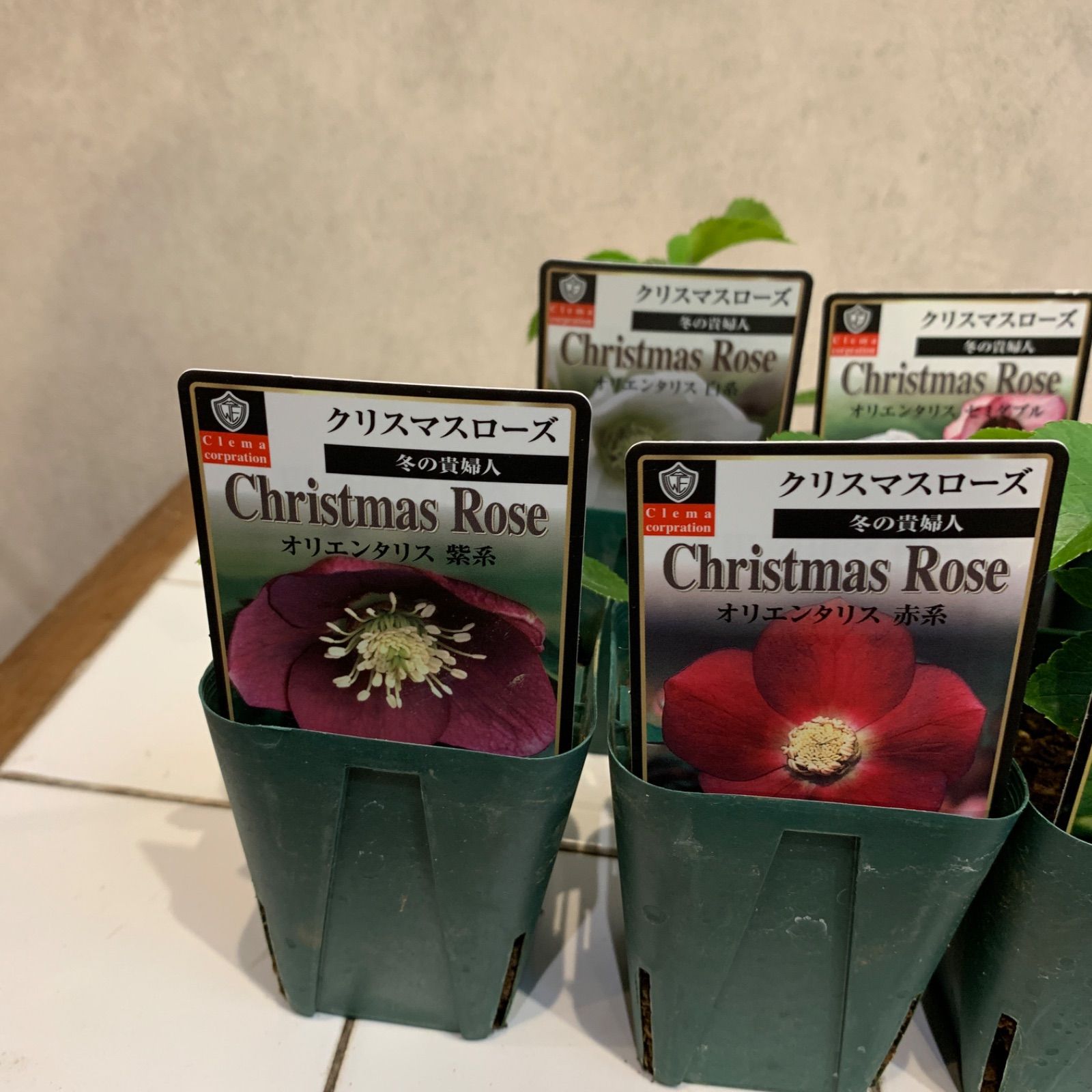 7種類セット❗️クリスマスローズオリエンタリス❤️冬の貴婦人 2.5号