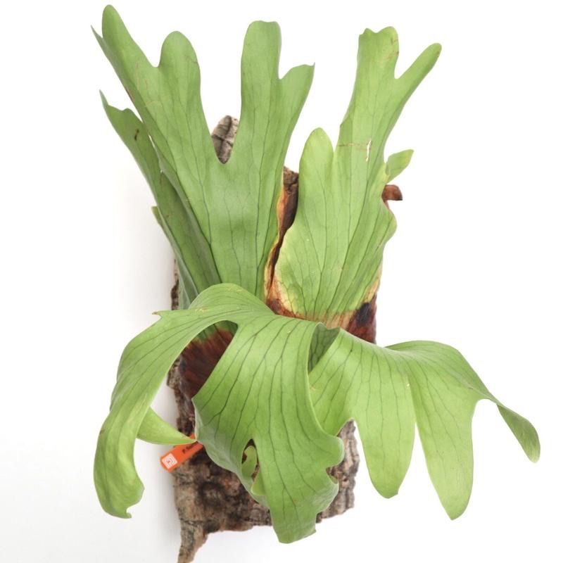 ビカクシダ　P. 'Surinarium' スリナリウム　レア品種　大株 P surinarium suporeling(P coronarium × P wandae) @bikamori com