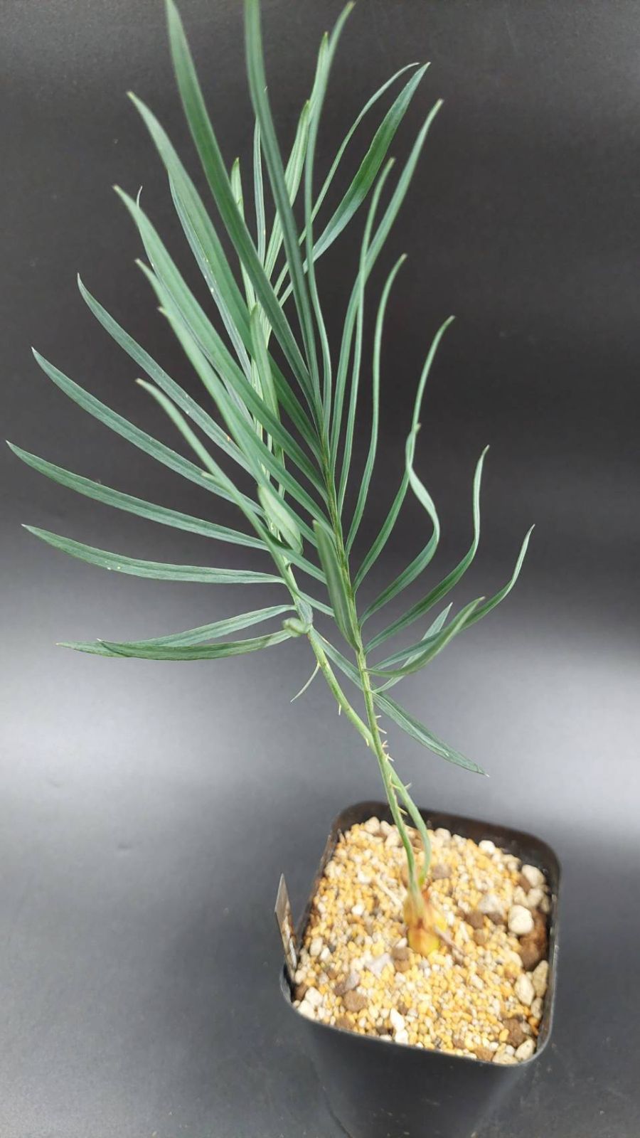 ◇サイカス デソラータ デソラタ 実生苗！◇Cycas desolata 希少ブルー