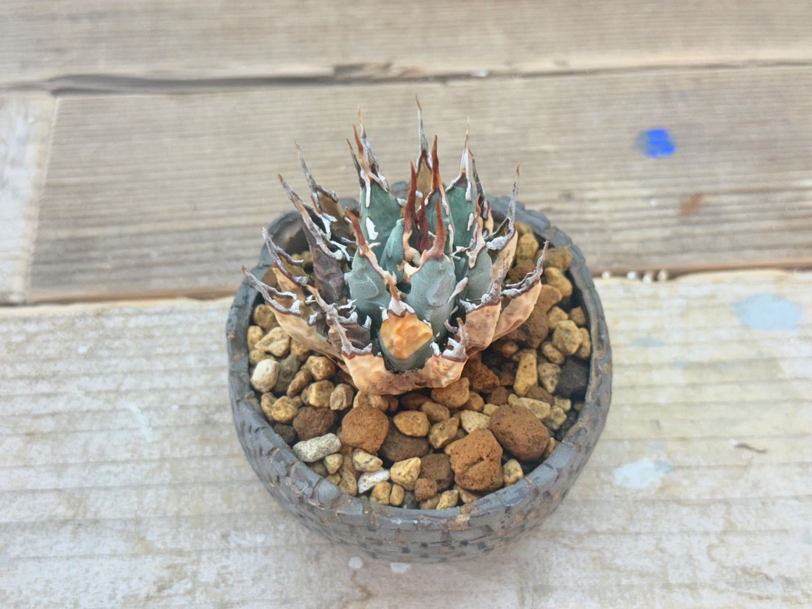 ユタエンシス エボリスピナ