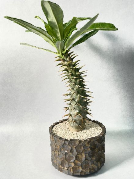 パキポディウム・アンボンゲンセ 塊根植物 - メルカリ