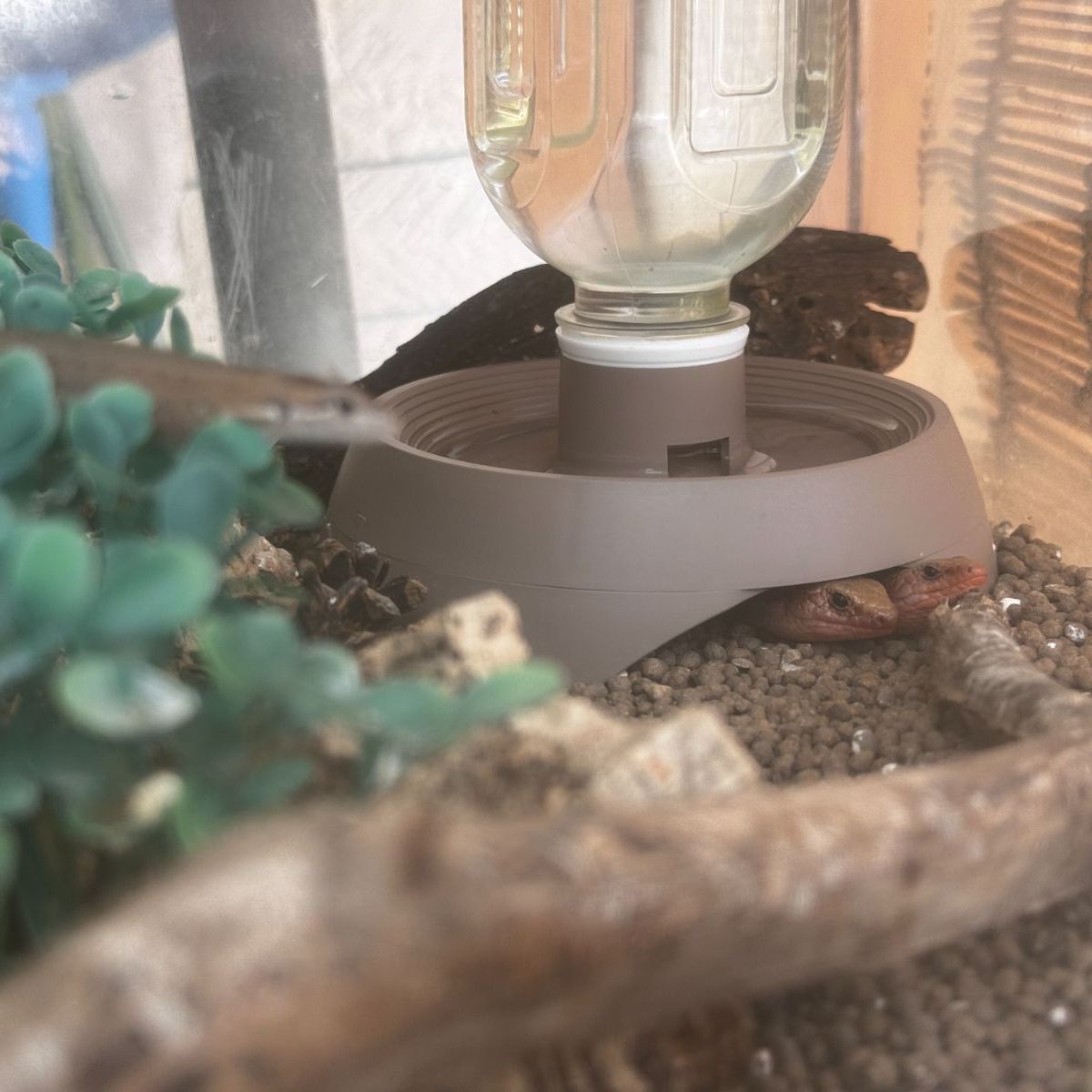 とかげのいえ🦎超SALE！ 【シェルター／水入れ／水飲み皿／爬虫類