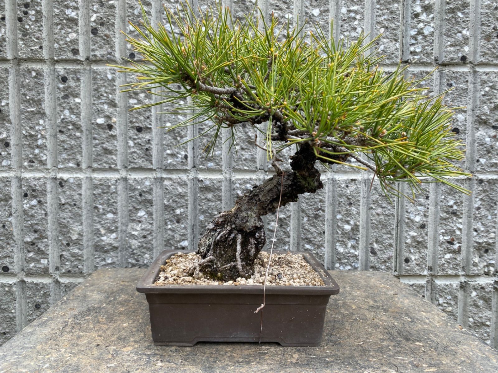 ミニ鉢、盆栽鉢、盆栽小鉢、鉢、植木鉢、山野草鉢、蘭鉢、盆栽 盆栽鉢セット/ミニ盆栽鉢セット（4号6品） 盆栽鉢販売専門サイトFROM