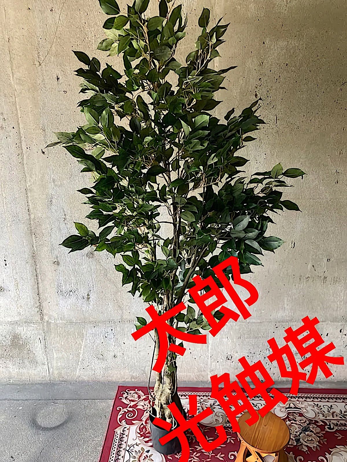 光触媒 人工観葉植物 ウォールグリーン フェイク ベンジャミンフィカス