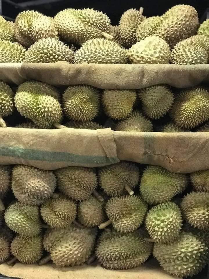 送料無料！！ タイ産　泰国新鲜榴莲 金枕榴蓮　2.8～3.0ｋｇ/玉 送料無料！！1玉 2680円 タイ産 泰国新鲜榴莲 金枕榴蓮 ドリアン