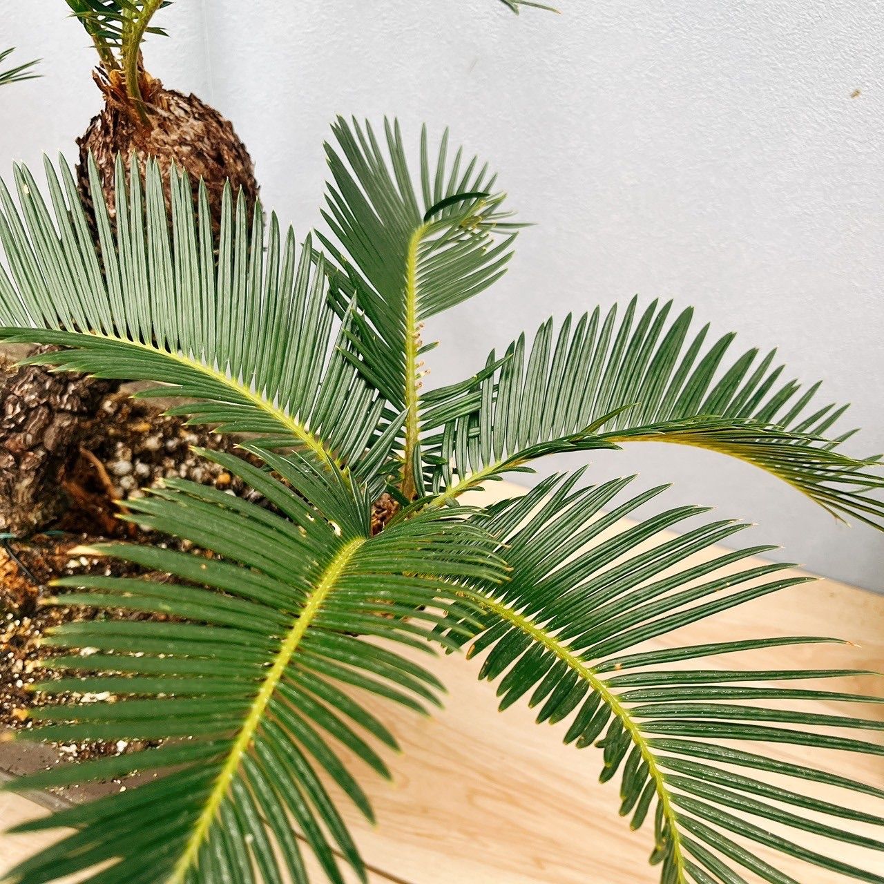 現品］【珍しい】6番 奄美姫ソテツ 盆栽造り 約7号 蘇轍 観葉植物