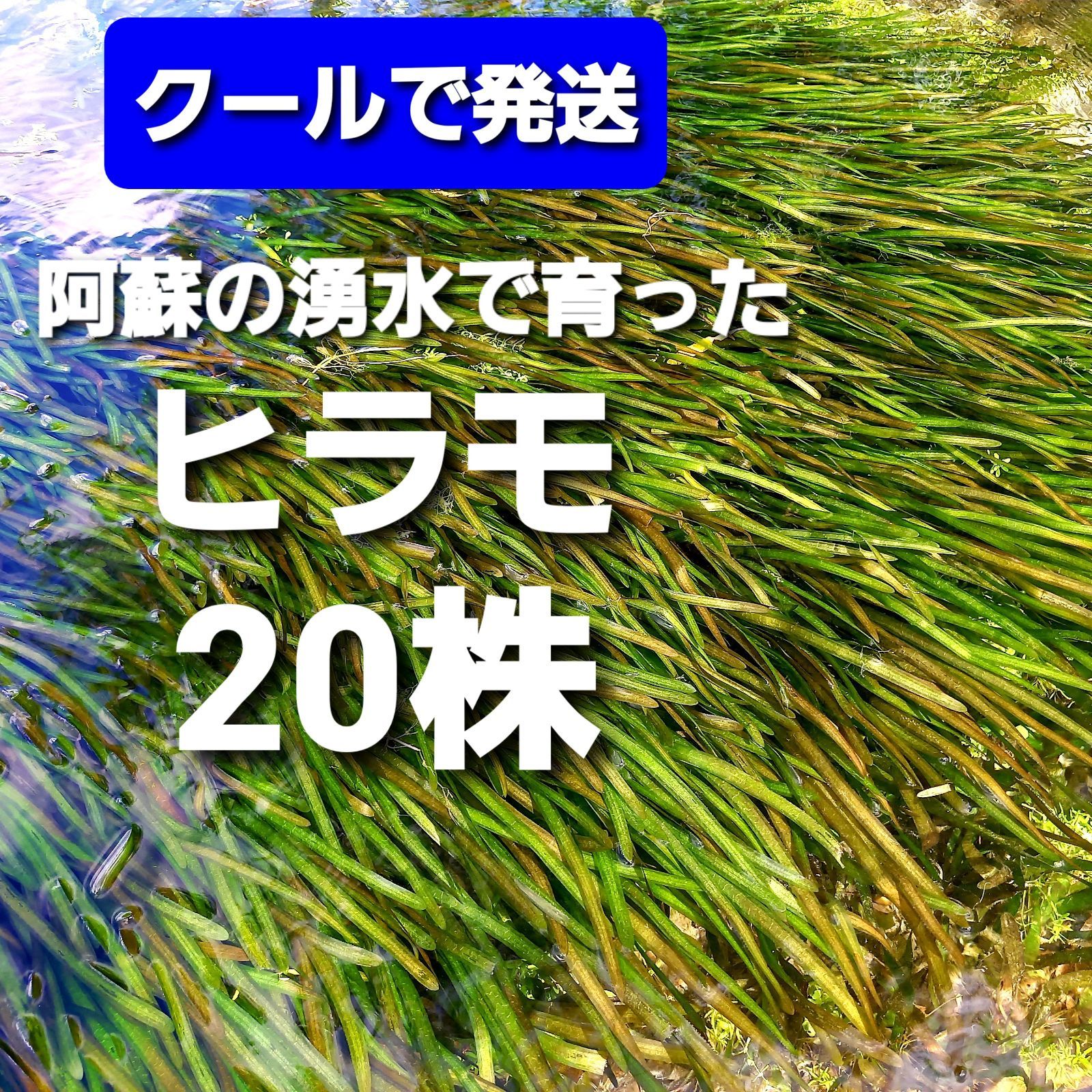 クールで発送 ヒラモ 20株以上 阿蘇の湧水で育った日本の水草 稀少種