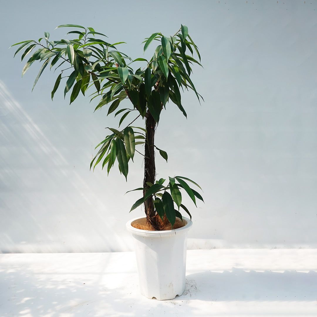 一点物】フィカス・アムステルダムダムキング 10号 高さ約165cm No.96