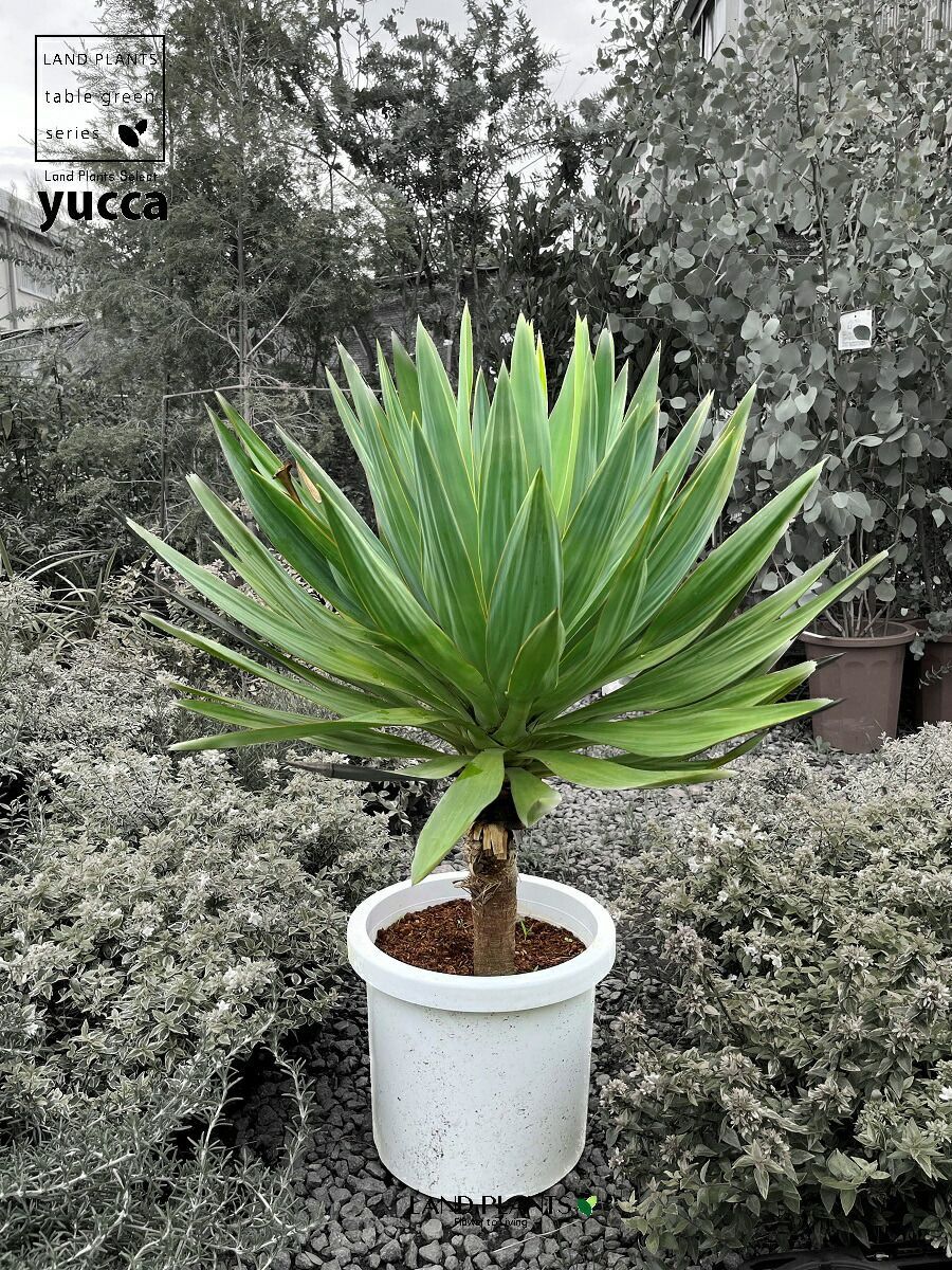 アロエ　ペッキー×ヘミンギー　選抜　実生株　ロウルサンコ　J86 アロエ ペッキー×ヘミンギー 選抜 実生株 ロウルサンコ J86