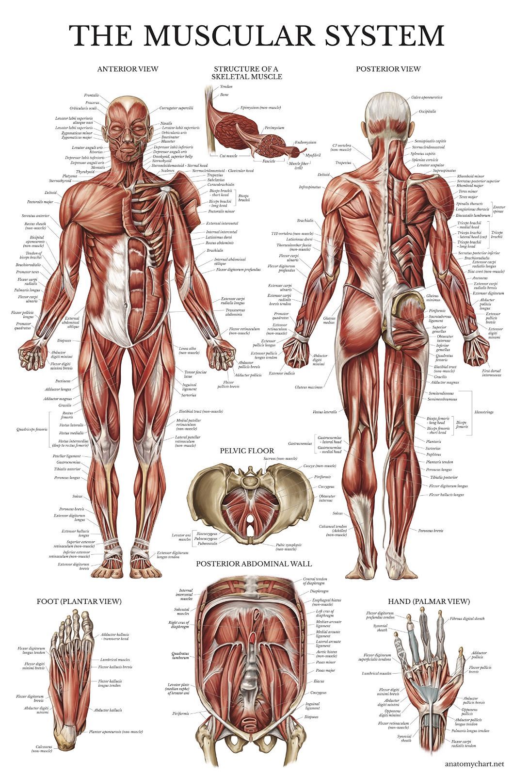 マルチカラー Palace Learning Muscular System Anatomical Poster - ラミネート加工 - 筋肉解剖図 - 両面(18 x 27)