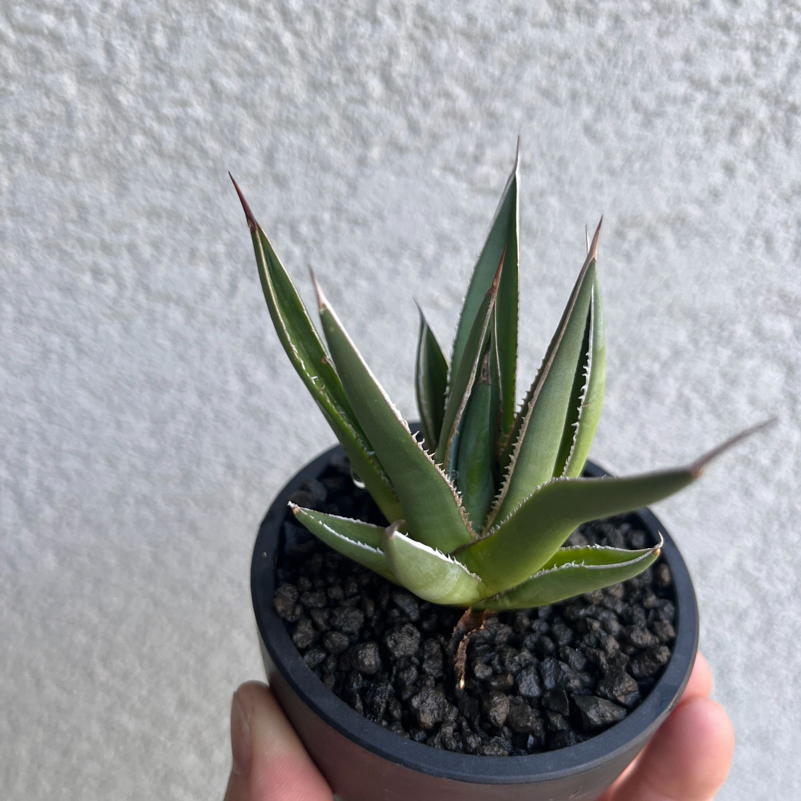 実生強棘 斑入りホリダ 2024.5播種 アガベ 実生強棘 斑入りホリダ