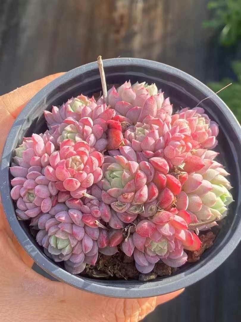 多肉植物 グリーノビア パープルローズ 抜き苗3-4cm 4株 多肉植物 グリーノビア パープルローズ 抜き苗3-4cm 4株