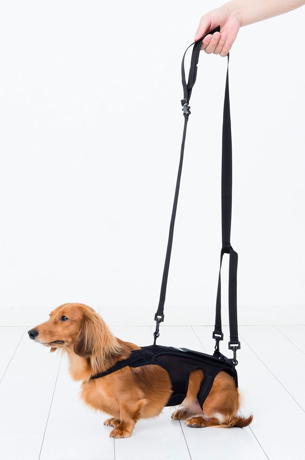 犬