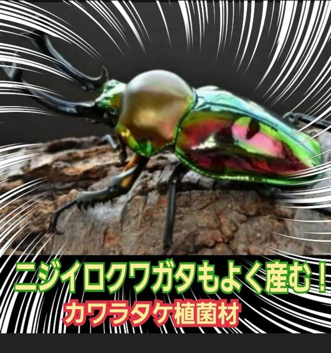 極上！植菌カワラ材【8本セット】クワガタの産卵にはコレが最強です