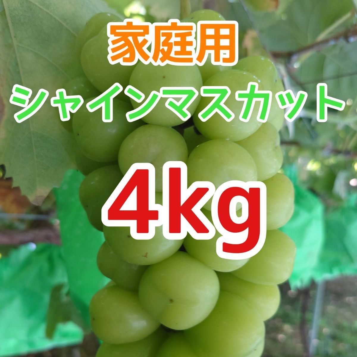 シャインマスカット 家庭用房 箱込み5kg 種無しぶどう 訳あり シャインマスカット 家庭用房 箱込み5kg 種無しぶどう 訳あり