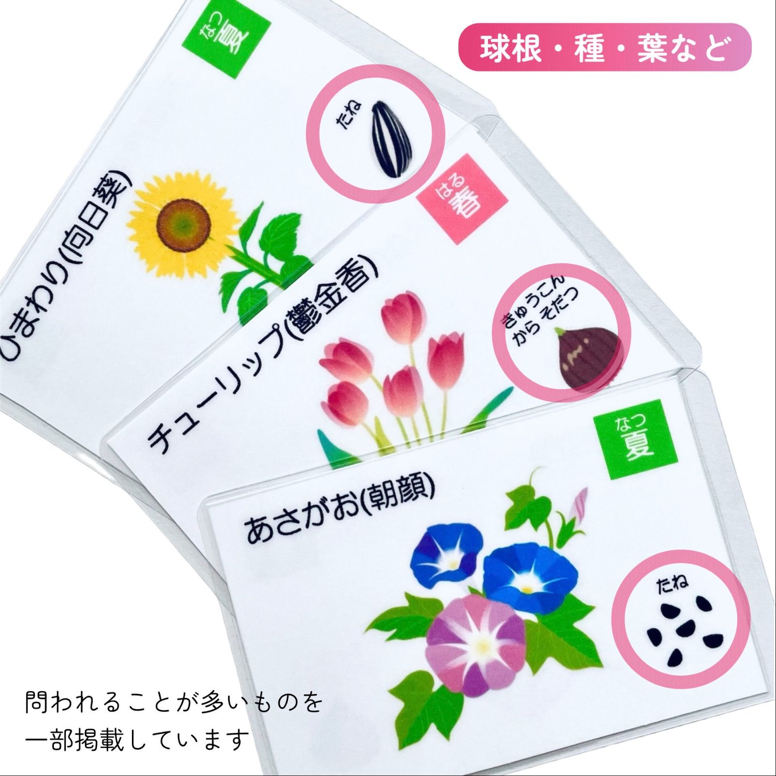 Amazon.co.jp: 季節の花 小学校受験教材 理科的常識 幼児教育