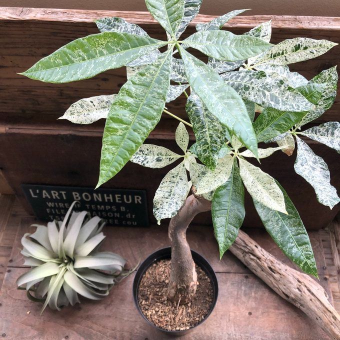 ポットごと♡パキラ ♡斑入り葉 ♡ミルキーウェイ 接ぎ木（6号）観葉