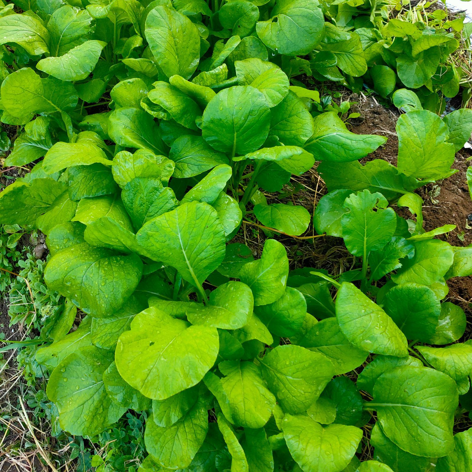 日随時発送〜常温便野菜セット】秋田県産 自然農法 野菜セット サイズ