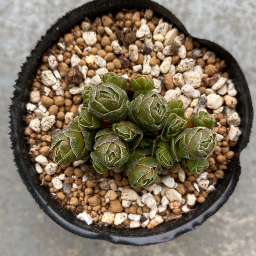 多肉植物 抜き苗 クラッスラ 花椿 群生 - メルカリ