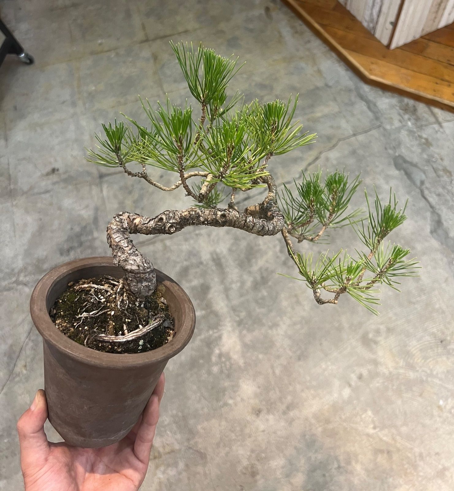 ☆☆　黒松　クロマツ　くろまつ　小品盆栽　おススメです　☆☆ 盆栽 松 黒松 樹高 上下 約14cm くろまつ Pinus thunbergii クロマツ