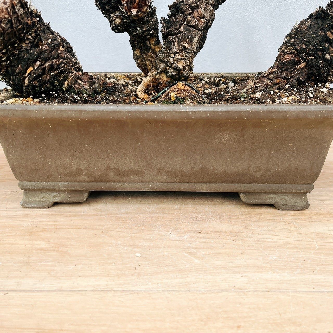 現品］【珍しい】6番 奄美姫ソテツ 盆栽造り 約7号 蘇轍 観葉植物