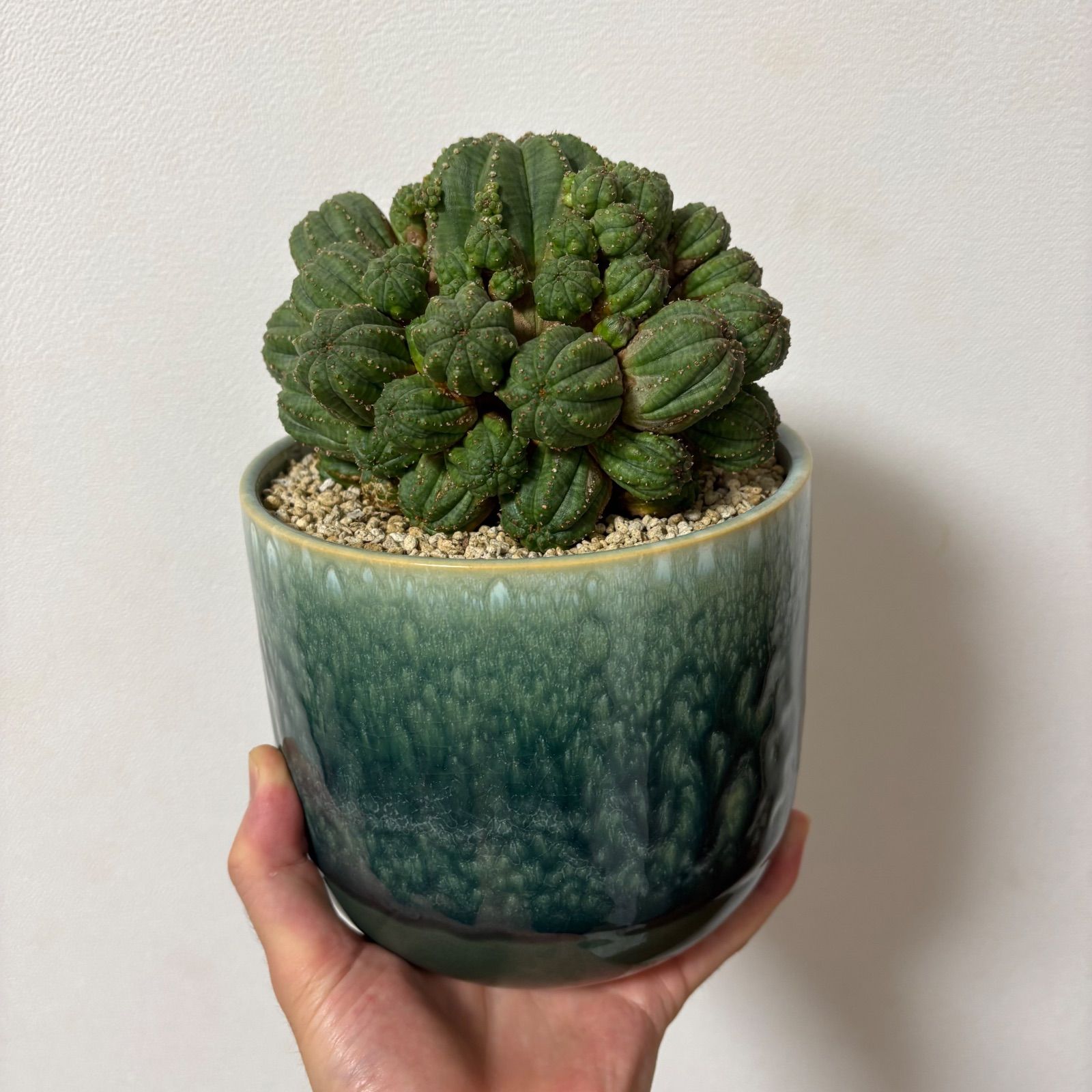 ユーフォルビア オベサ 多頭 群生 木質化 大株 ユーフォルビア オベサ