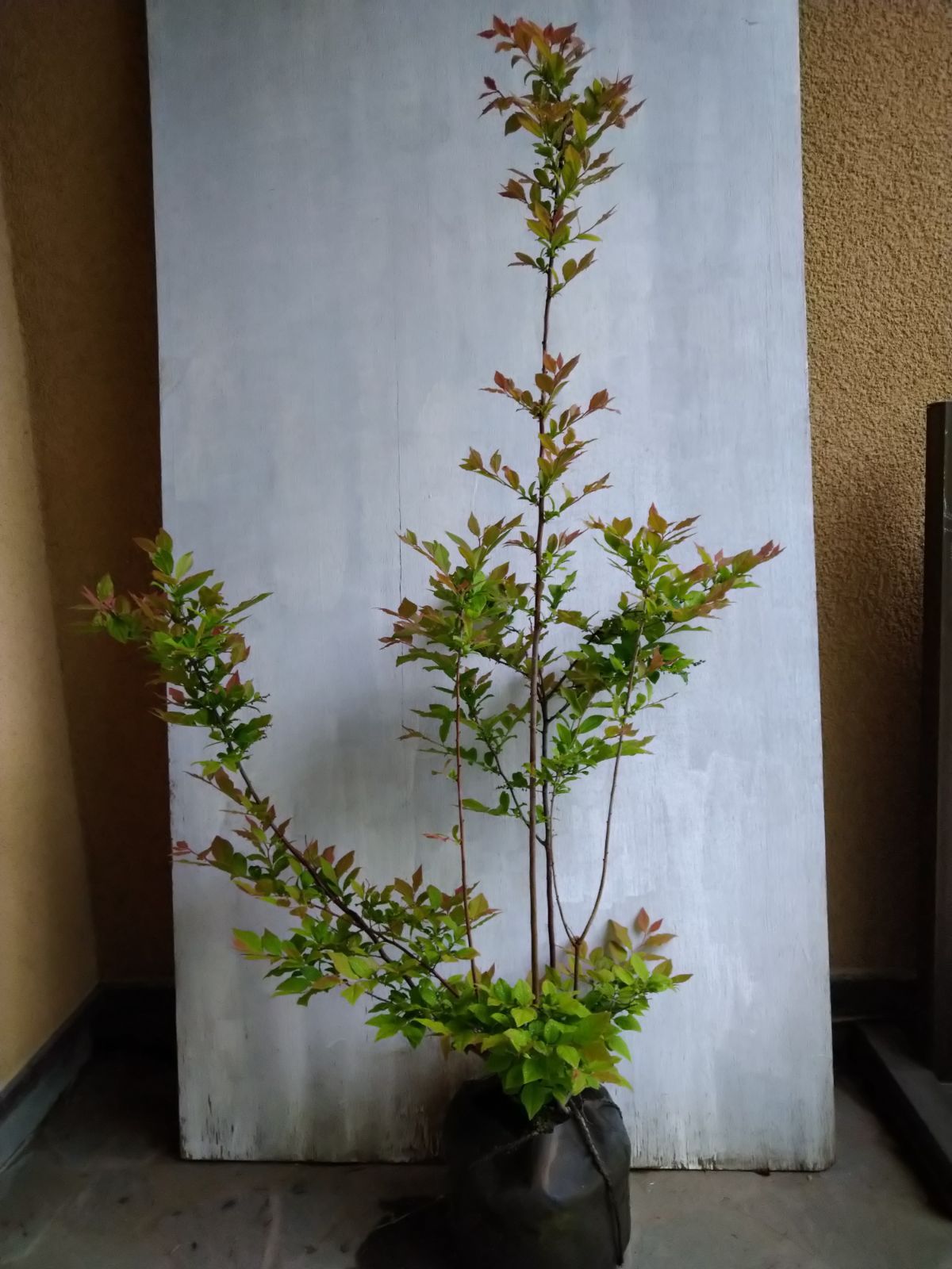 ナツハゼ　株立ち 楽天市場】【現品】ナツハゼ 千草園芸 : G2052 樹高1.9m 苗木 株立ち 落葉樹