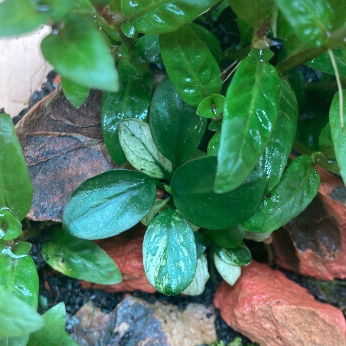 アヌビアスナナプチ スノーフレーク【水上葉】1株 - メルカリ