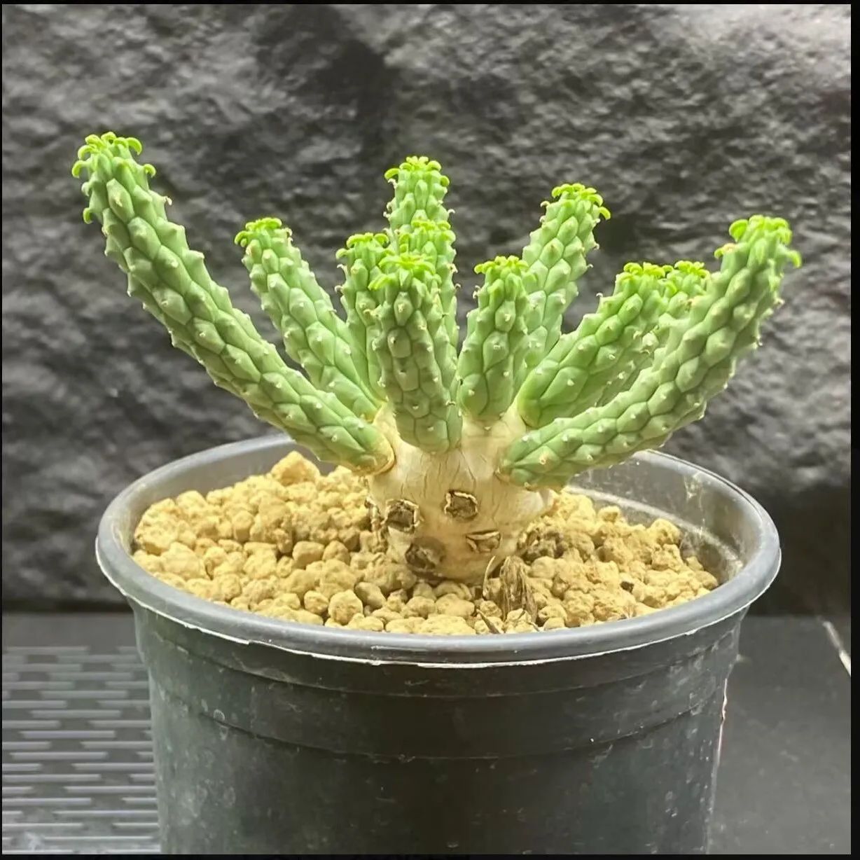 ユーフォルビア ムランジーナ ユーフォルビア ムランジーナ