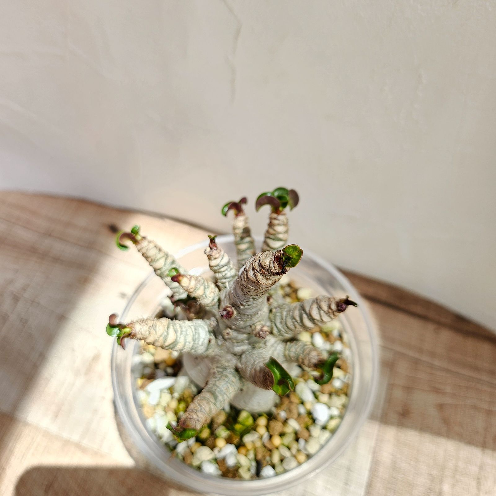 ⑦《 Adenium Arabicum D.H.A》アデニウム アラビカム 獅子葉