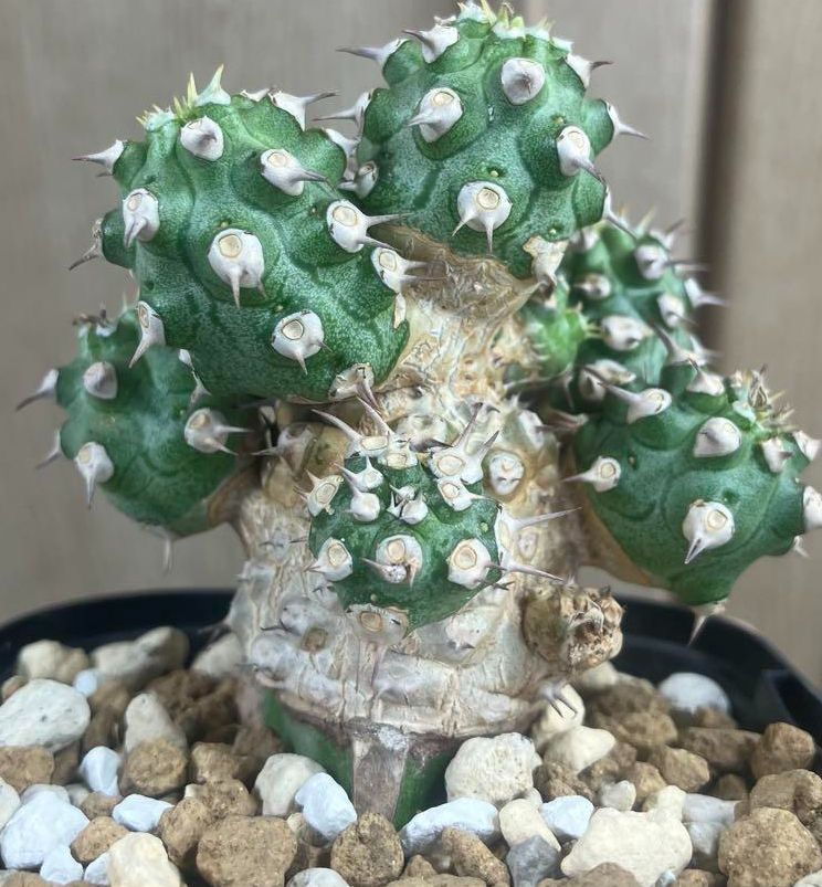 ユーフォルビア　トム　Euphorbia Cv tom 接ぎ降ろし　9頭　良型 ユーフォルビア トム Euphorbia Cv tom 接ぎ降ろし 9頭 良型