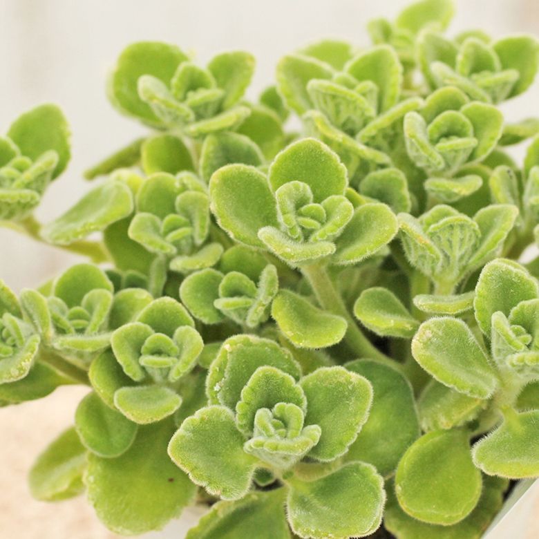 メルカリshops 花ハーブ苗 アロマティカス キューバンオレガノ 芳香 育てやすい