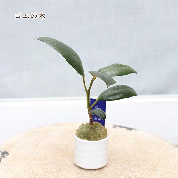 盆栽 『グミ』 和風 おしゃれ インテリア 観葉植物 送料無料 b052 観葉 植物 和風 盆栽 グミ 和風 インテリア 園芸 ガーデニング 雑貨