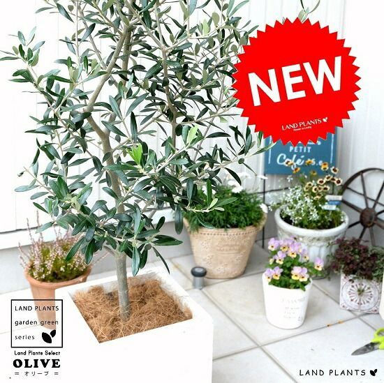 オリーブの木 （白色） ファイバー キューブ 陶器鉢 鉢植え【ココ