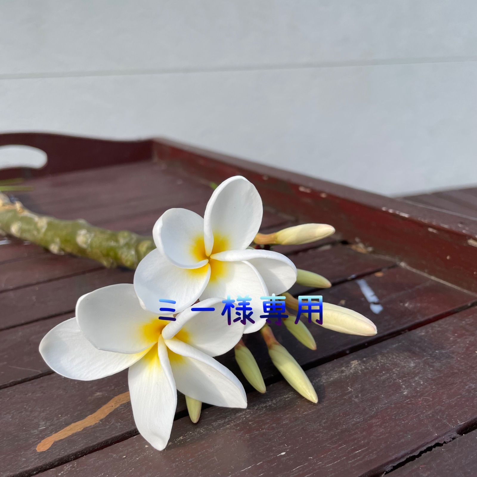 プルメリア様専用