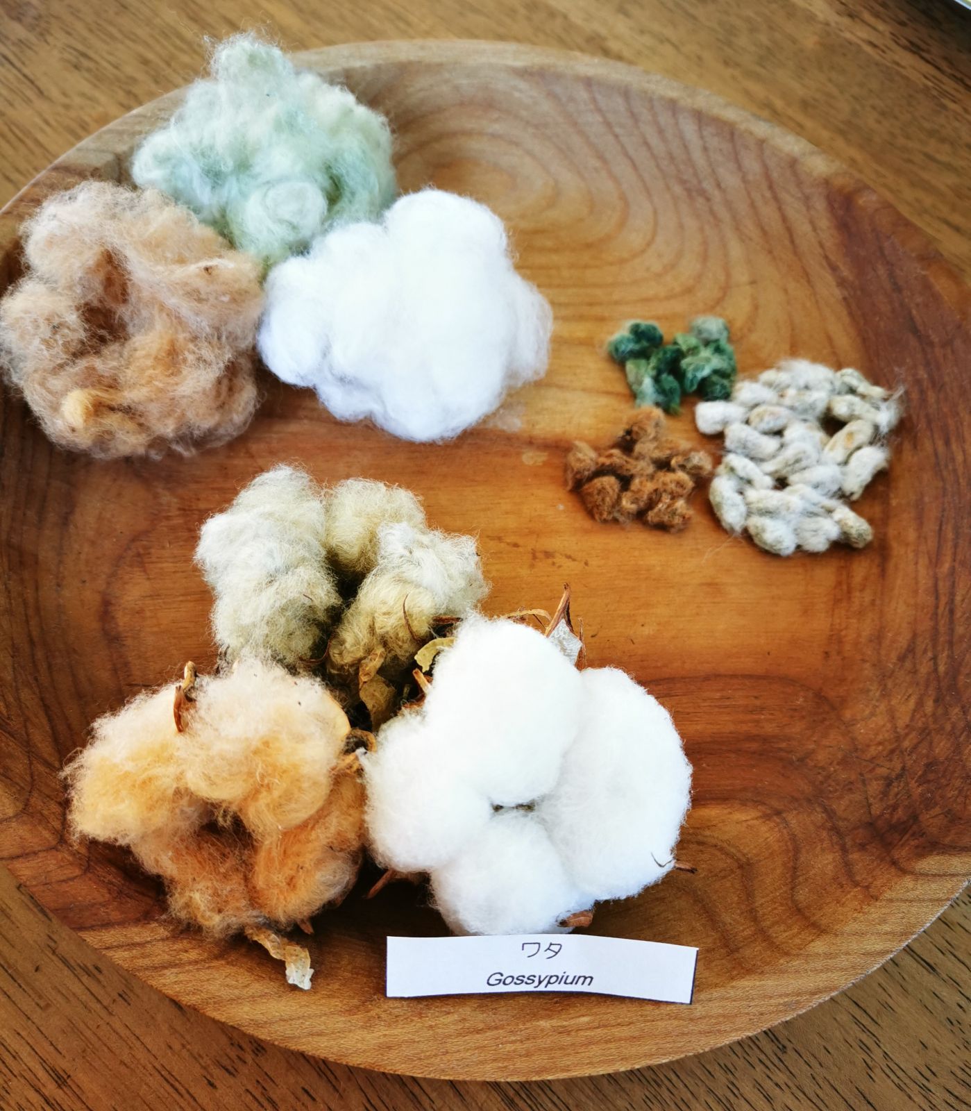 メルカリshops ワタの種 綿の種 3色の種のセット ふわふわの綿のおまけ付き 無農薬 匿名配送