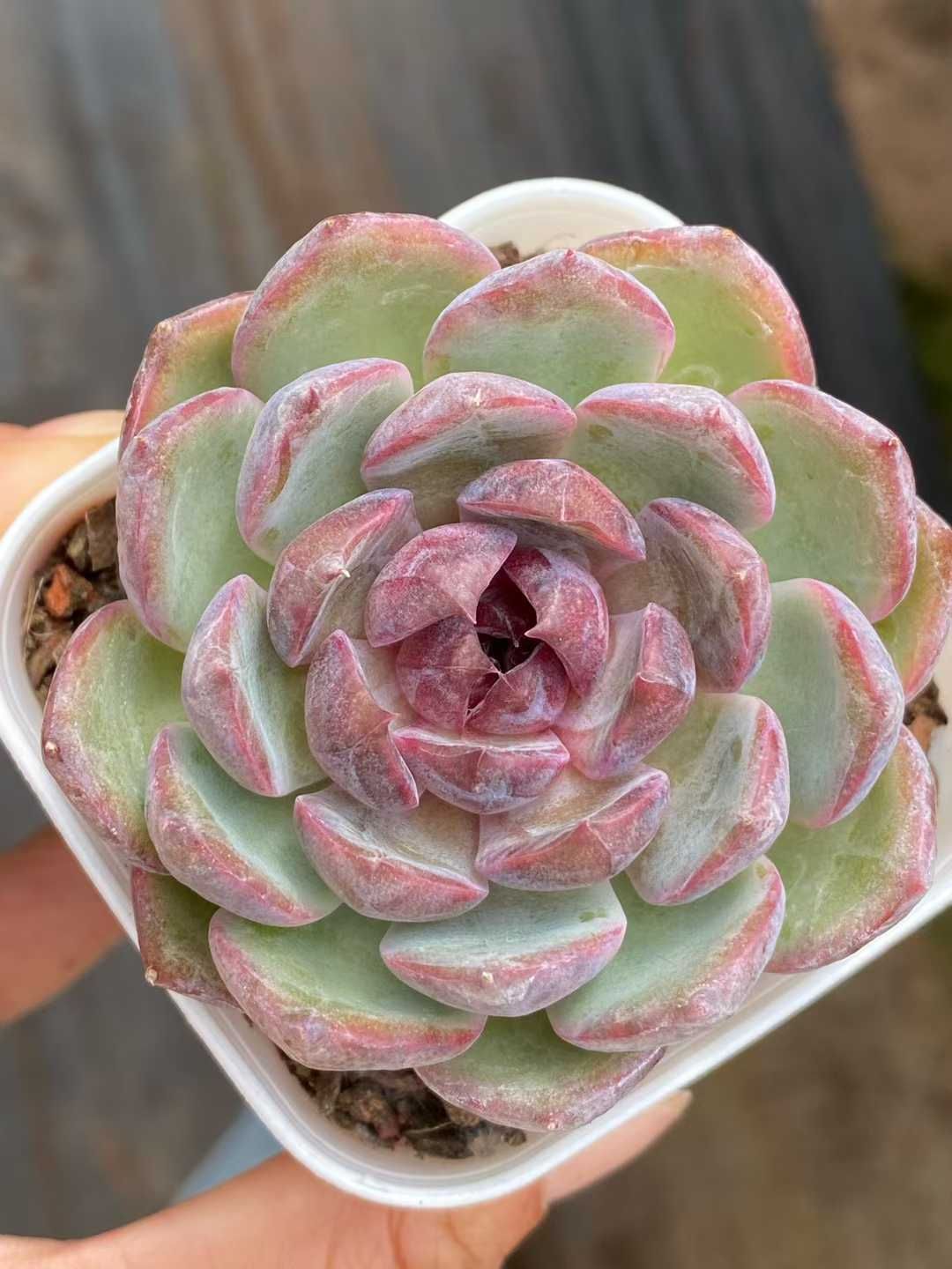 50株の抜き苗セット ブルーベリー 多肉植物 佐川急便発送 エケベリア 韓国苗 QS1163