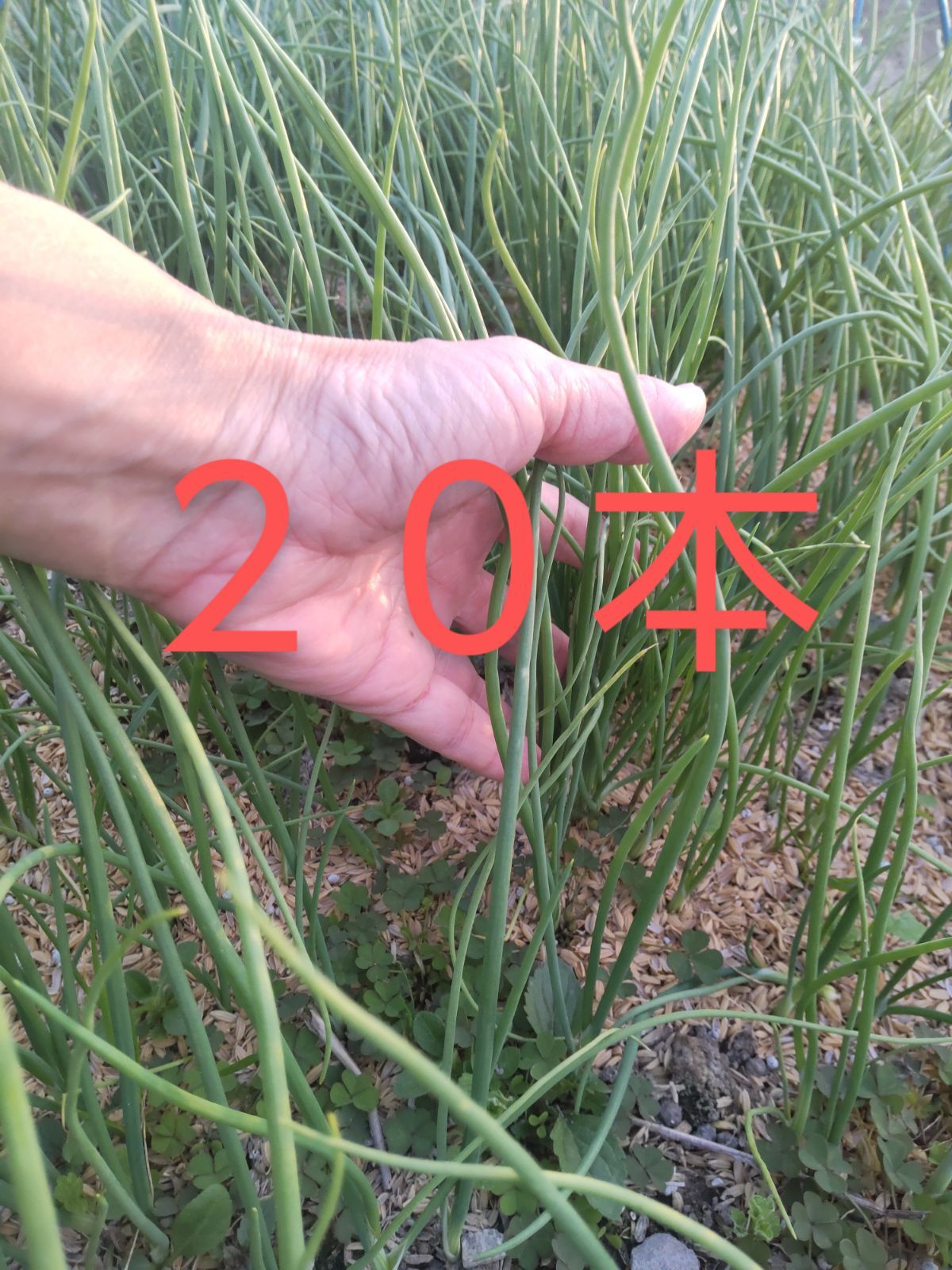 玉ねぎ苗 極早生 愛知白 20本 苗 - メルカリ