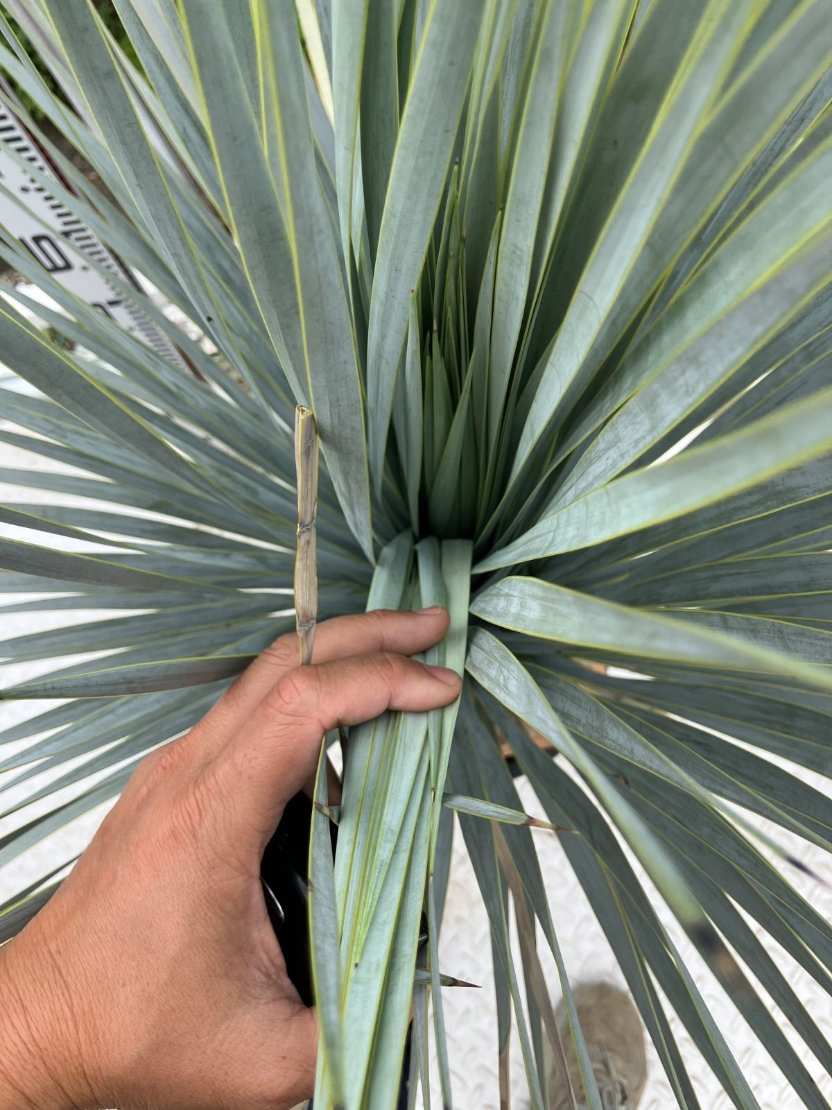 ユッカ マルデヌベス ロストラータ 1 - メルカリ