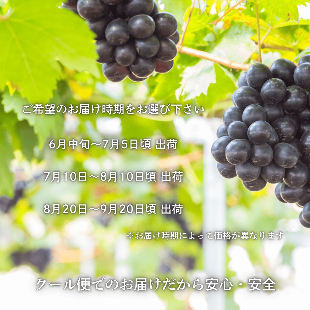岡山産ピオーネ ぶどう