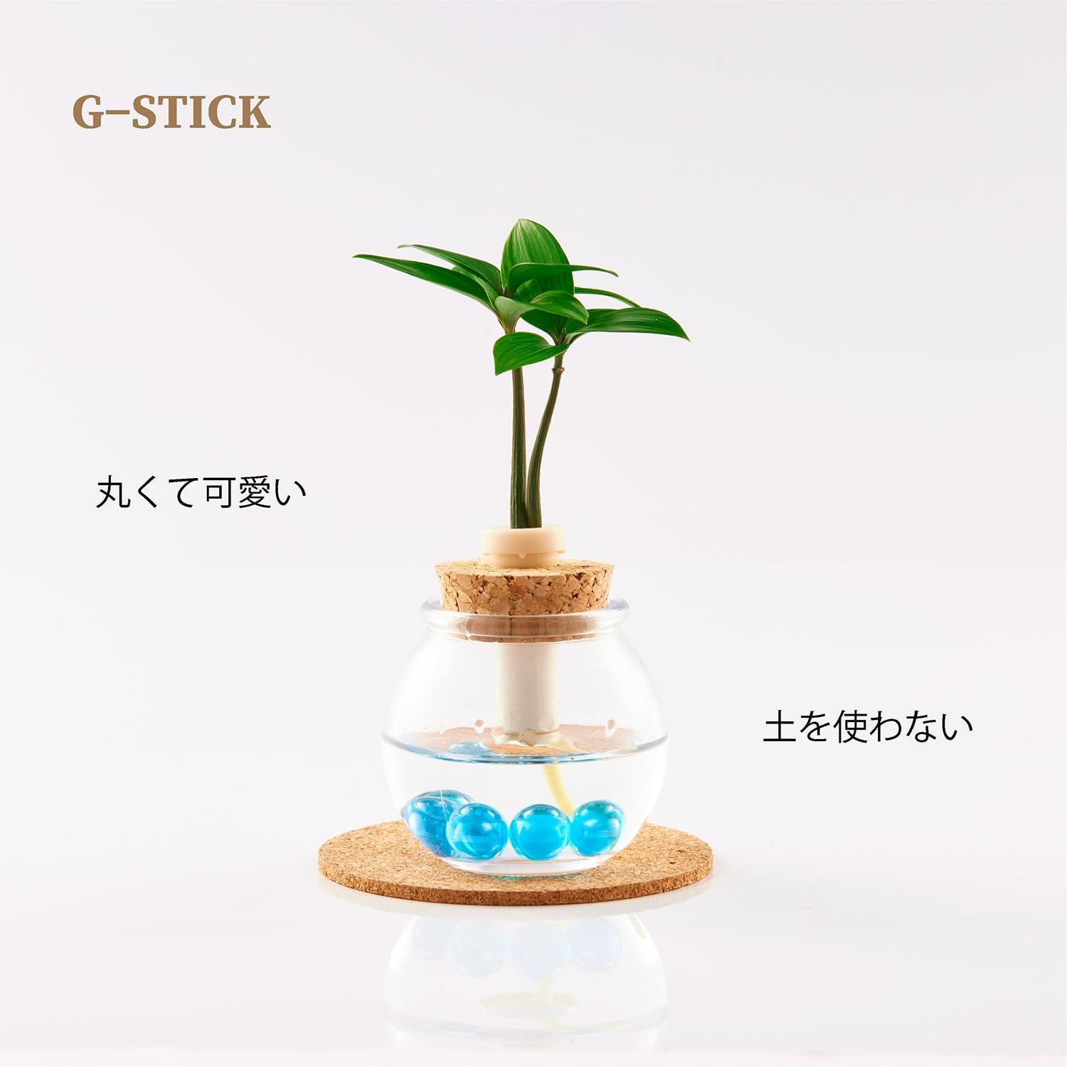 水やり簡単なミニ観葉植物