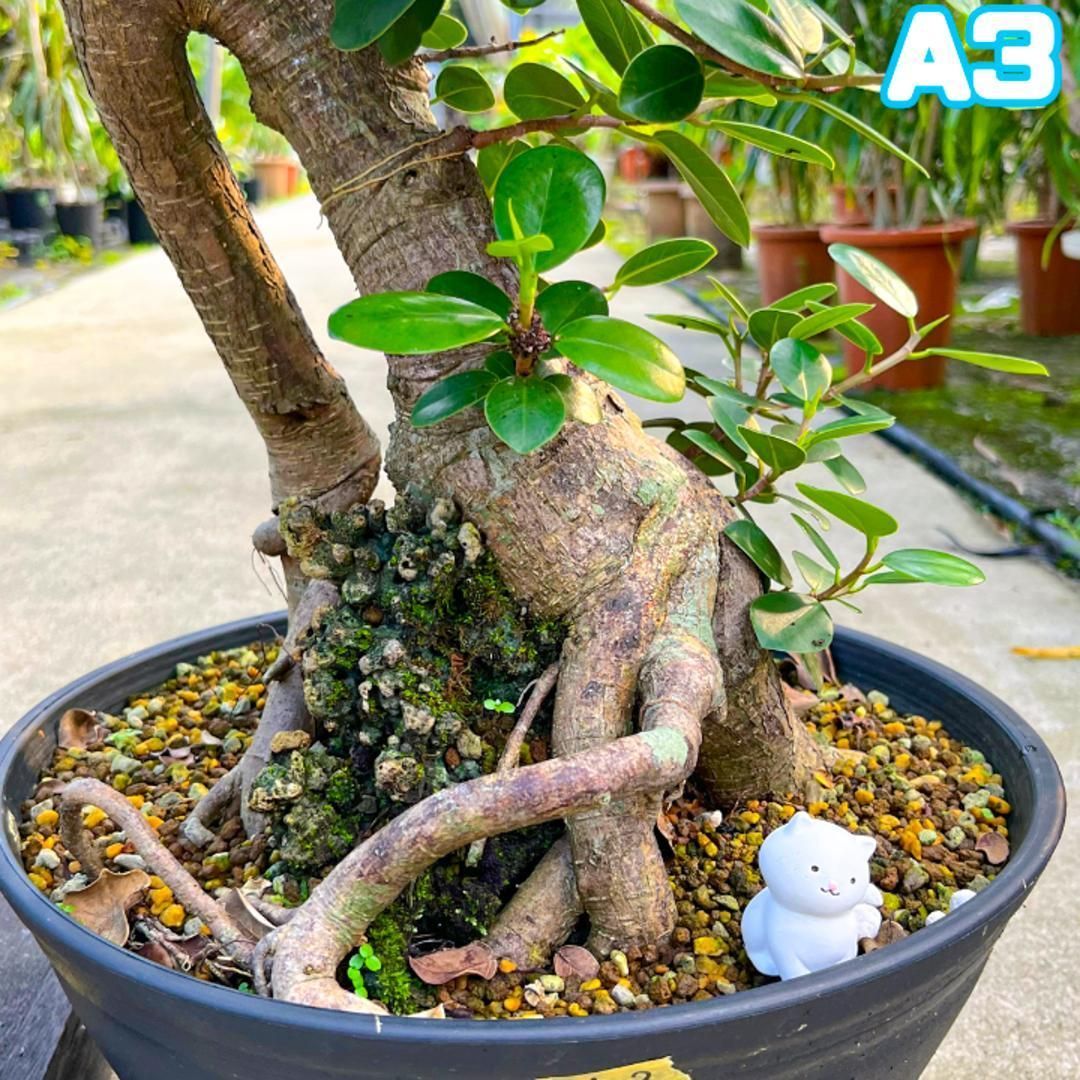 極太パンダガジュマルA3・約88センチ・幹太・葉数多め・盆栽仕立て