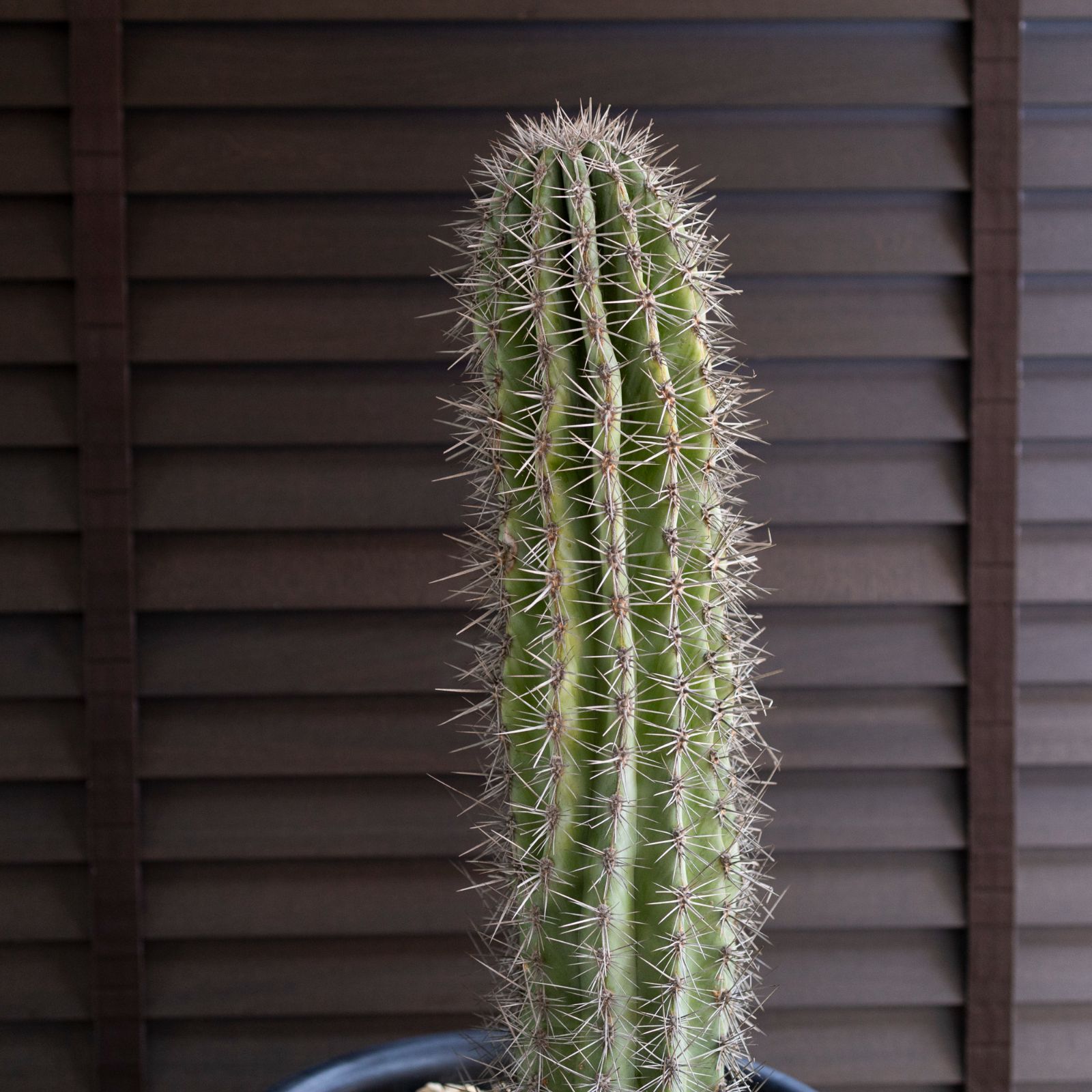 柱サボテン 8号