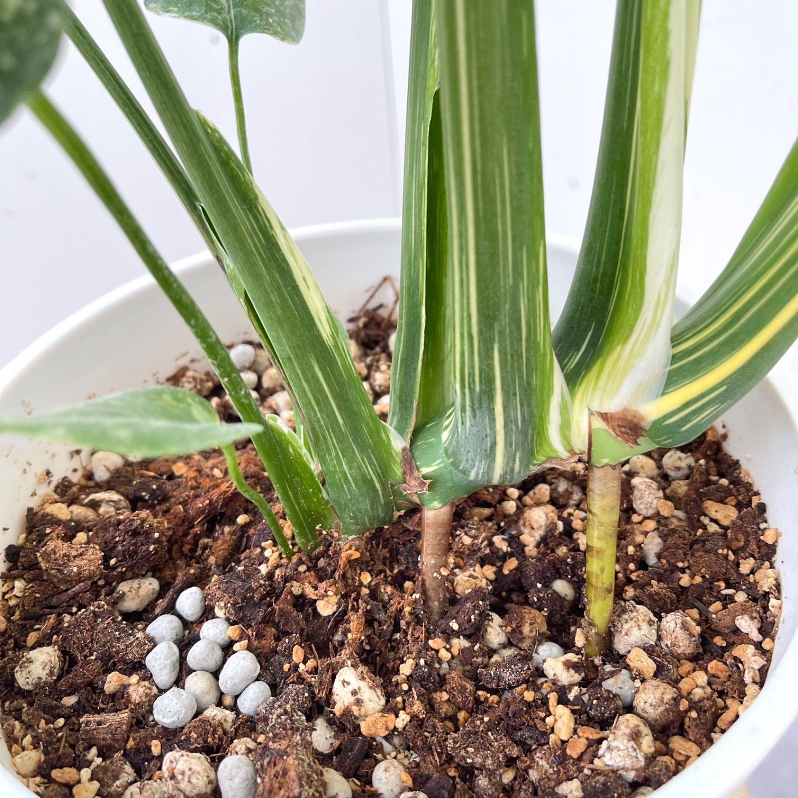 観葉植物