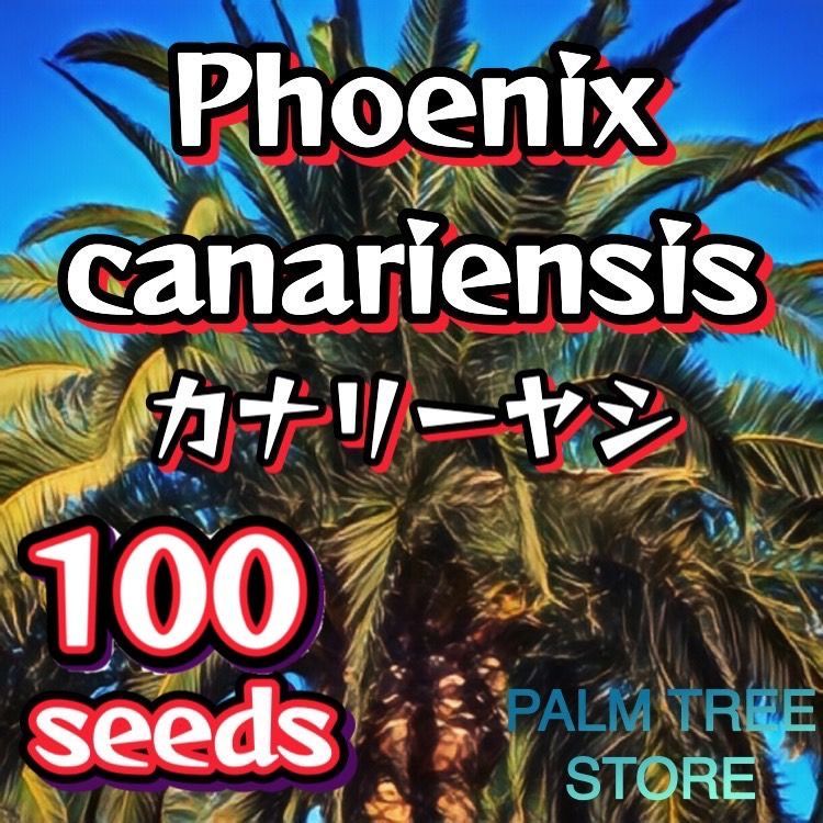 種】100粒 Phoenix canariensis カナリーヤシ - メルカリ